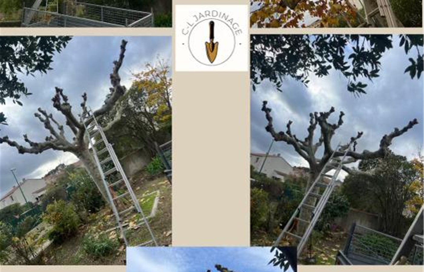 Arbres élagués en hauteur à Roquevaire