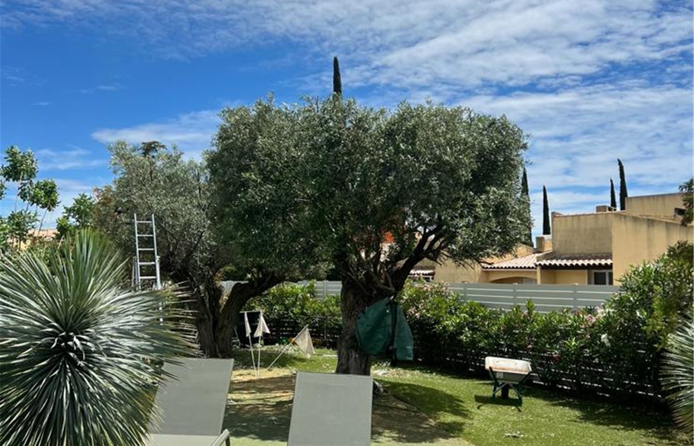 Jardin méditerranéen autour d’oliviers — réalisation C-L Jardinage