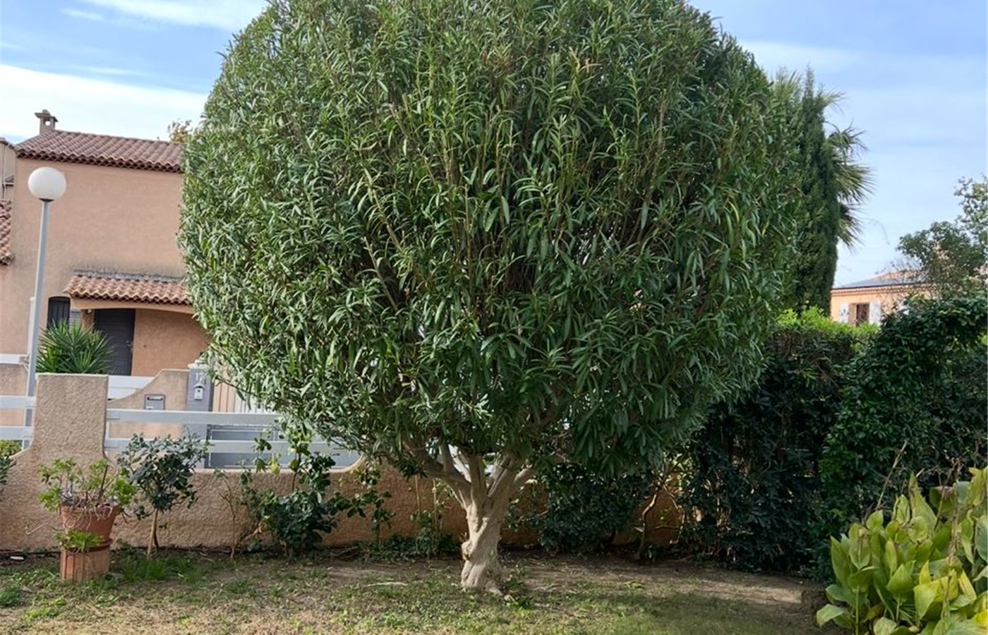 Arbuste taillé en boule structurant un massif de jardin, à Allauch